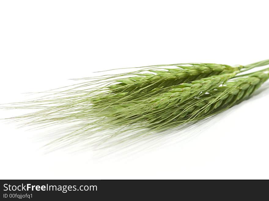 Green wheat ears isolated on white