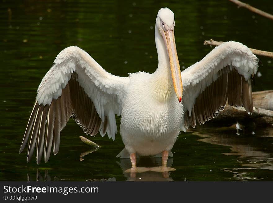 Pelican with opened wings