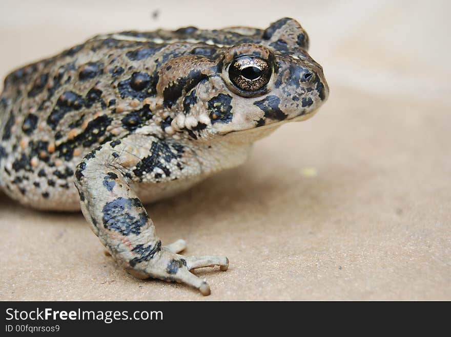 A California native toad up close