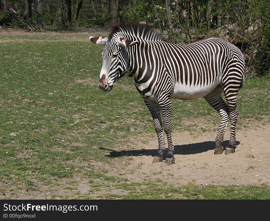 Zebra