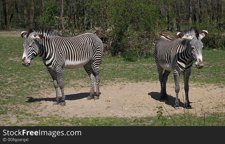 Zebras