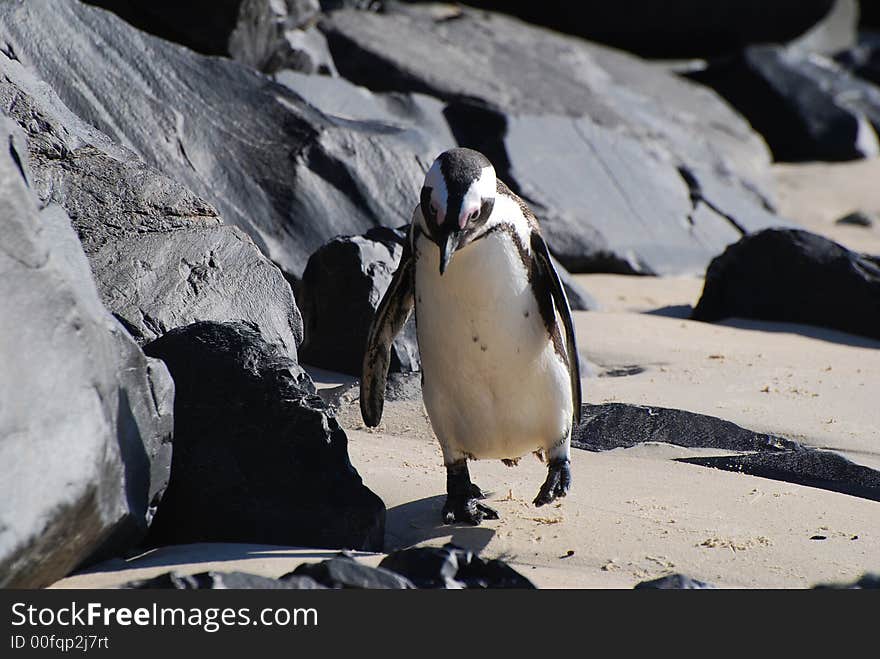 Charlie Chaplin Penguin