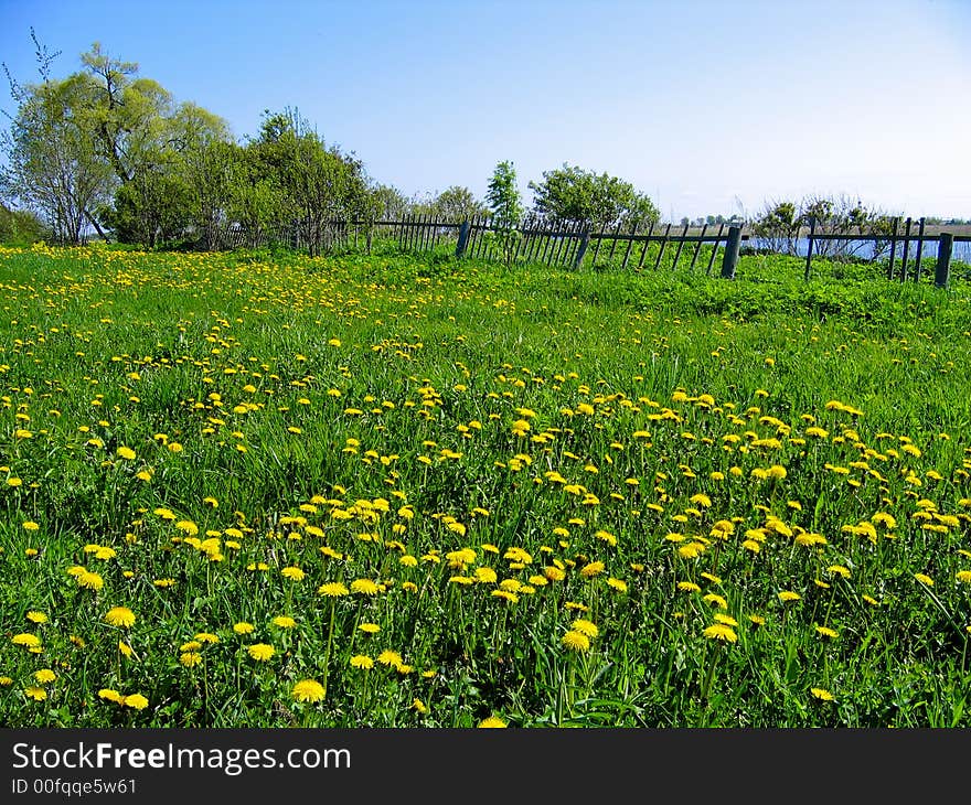 Glade with dandelions and a fence