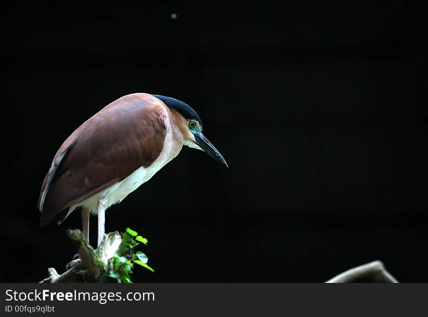 Bird standing in the zoo on the black background. Bird standing in the zoo on the black background