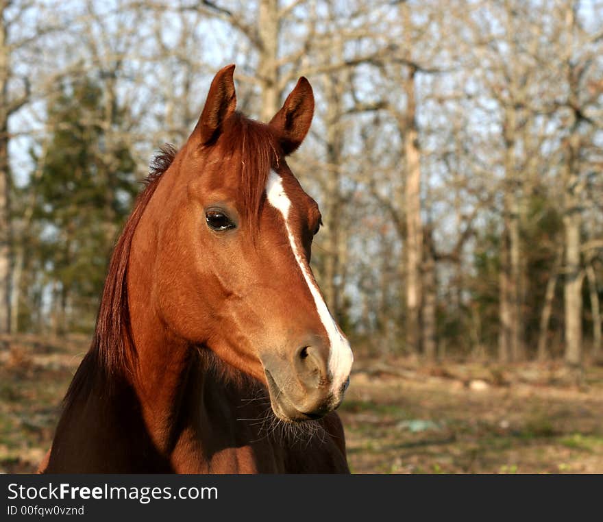 Head shot of an arabian horse. Head shot of an arabian horse.