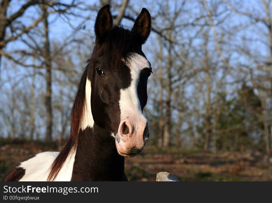 Head shot of an pinto arabian horse. Head shot of an pinto arabian horse.