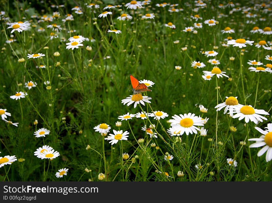 Beautiful orange butterfly in chamomile field