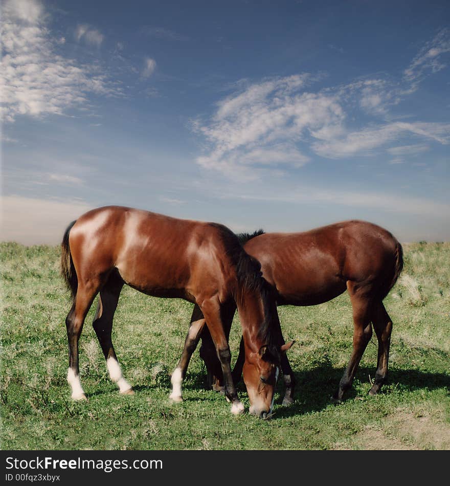 Two little horses (foals) on the grass.