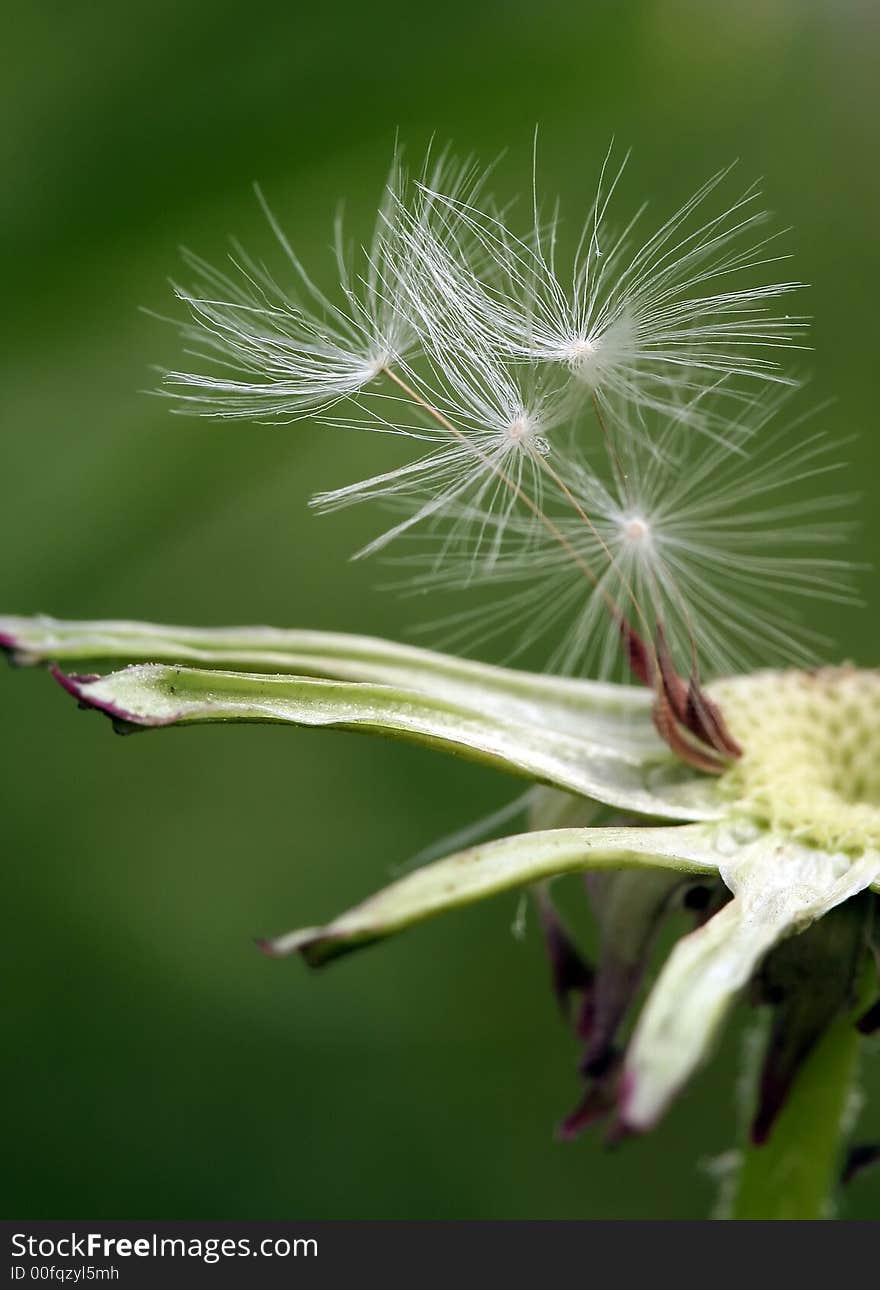 Dandelion