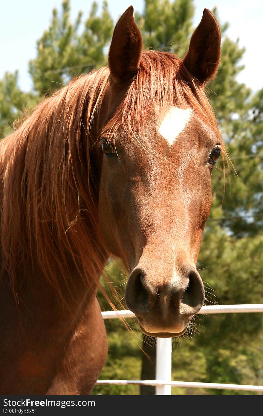 Head shot of an arabian horse. Head shot of an arabian horse.