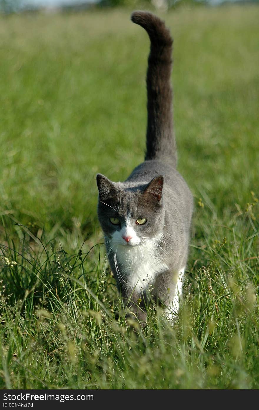 Grey and white cat walking