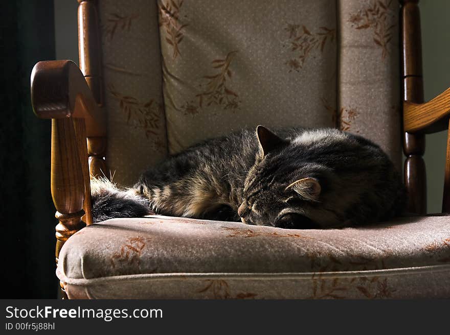 Tabby cat sleeping on Grandma's padded rocking chair. Tabby cat sleeping on Grandma's padded rocking chair