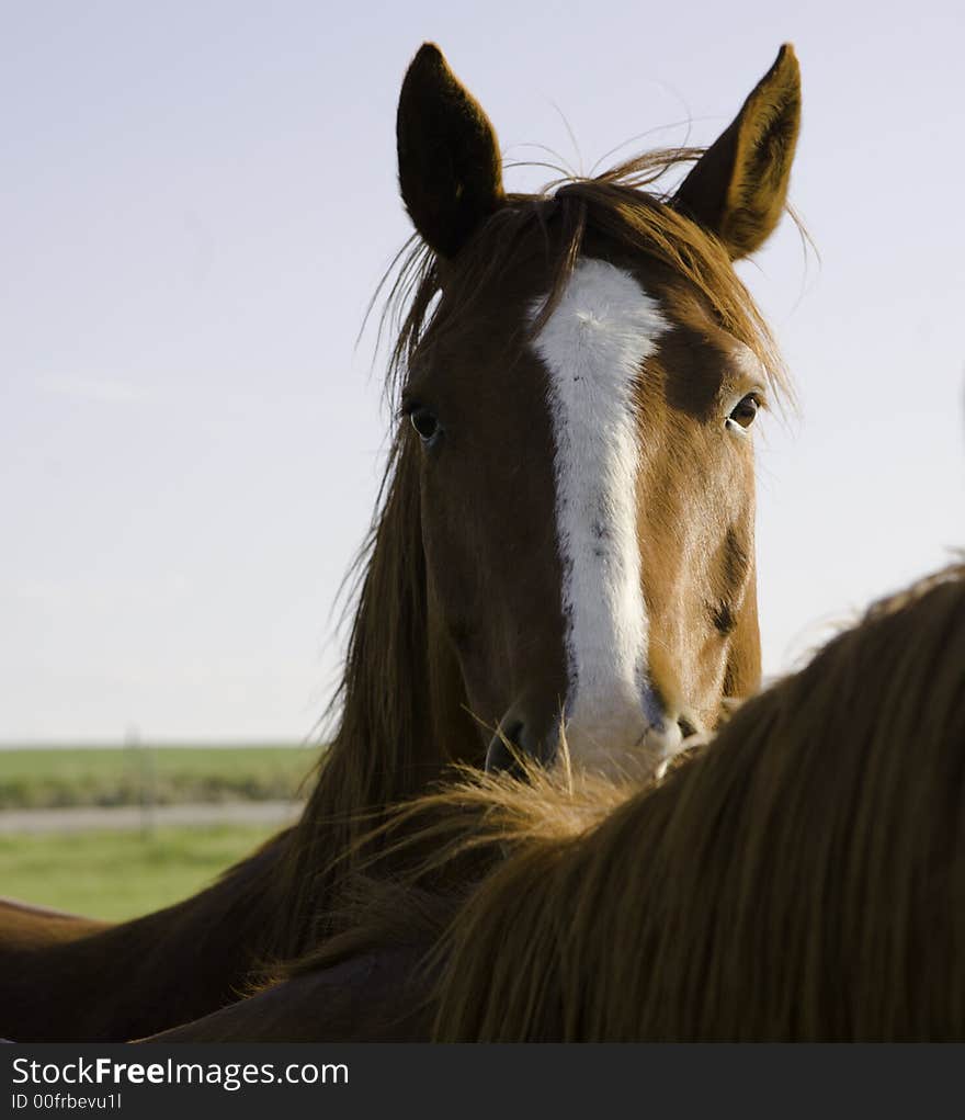 Big horse looking suspiciously over the back of another. Canon5D/17-40. Western NE. Big horse looking suspiciously over the back of another. Canon5D/17-40. Western NE.