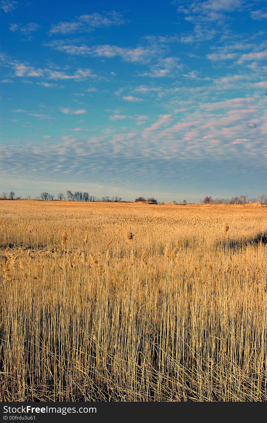 Wild grass isolated on a scenic back ground