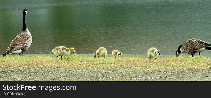 Family of canadian geese at Harrison Hot Springs, BC