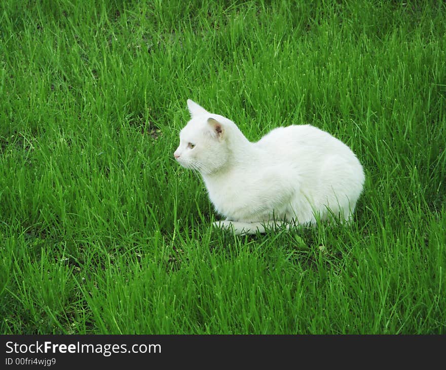 White cat in fresh green grass. White cat in fresh green grass