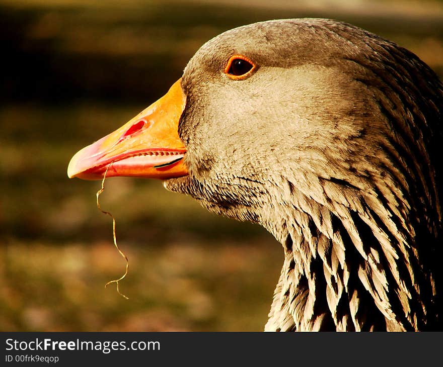 I caught this goose right after feeding on some grass. I caught this goose right after feeding on some grass