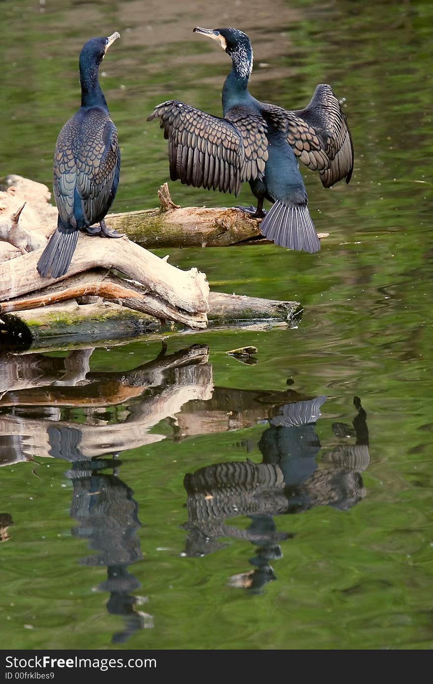 Two sitting cormorants with their reflection in the lake