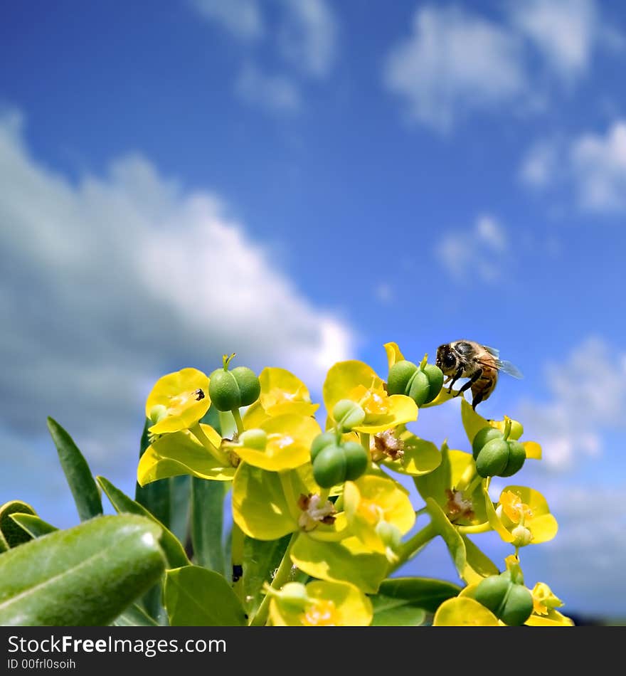 Bee On Flowers