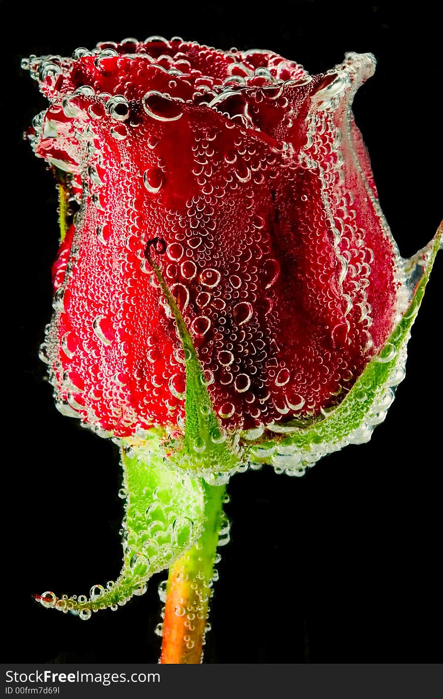 Red rose close up on black