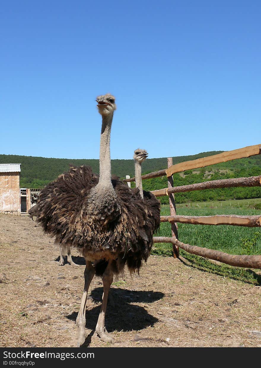 Young ostriches on a farm