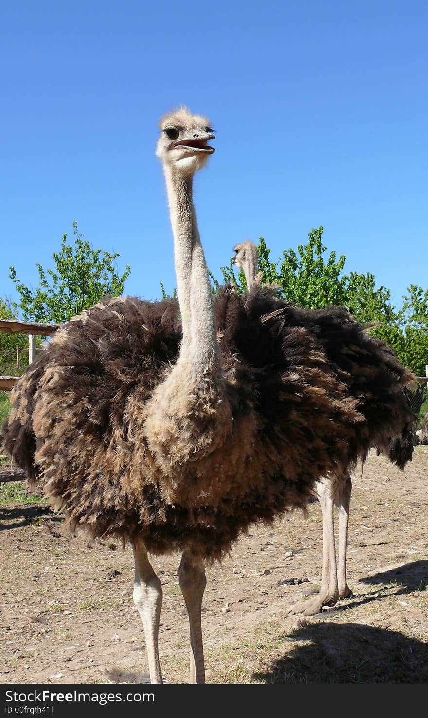 Young ostriches on a farm