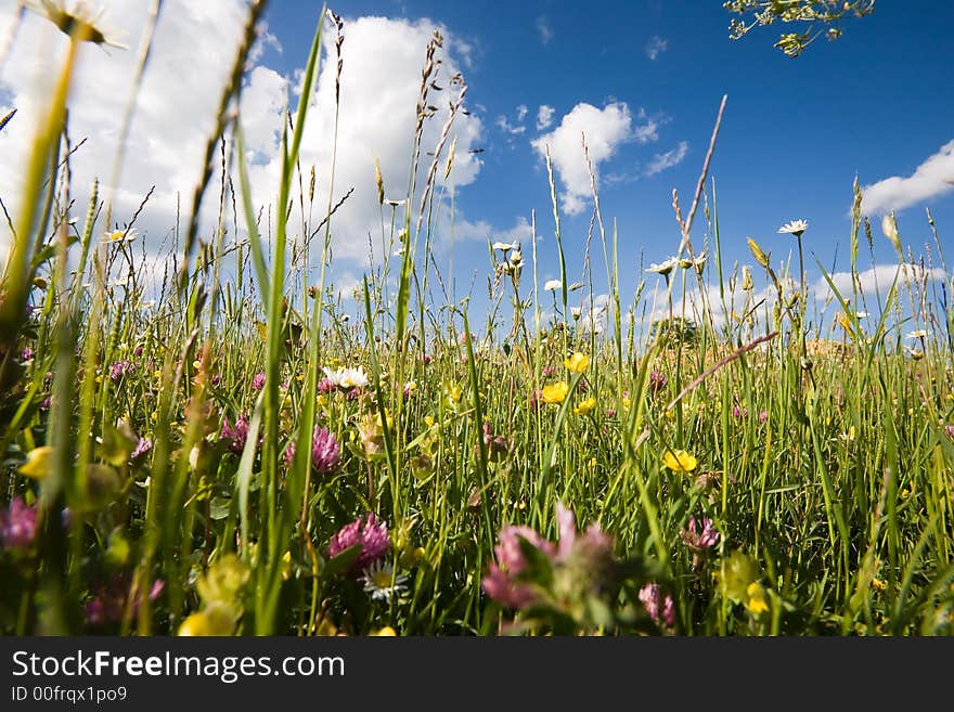 Amidst meadow and blue sky