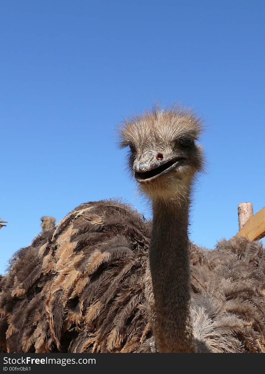 Young Ostriches On A Farm