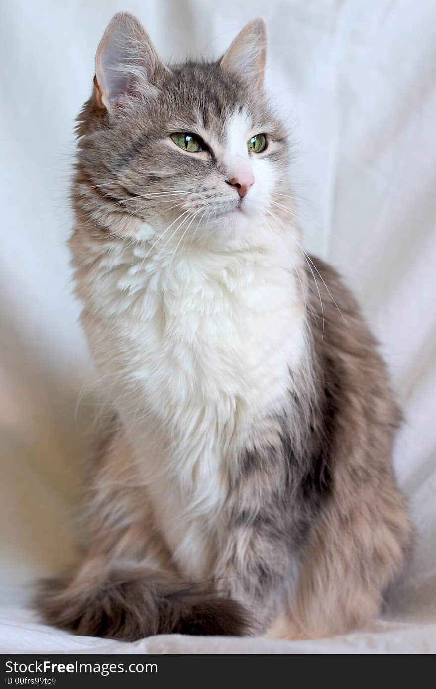 Grey-white cat on light background. Grey-white cat on light background