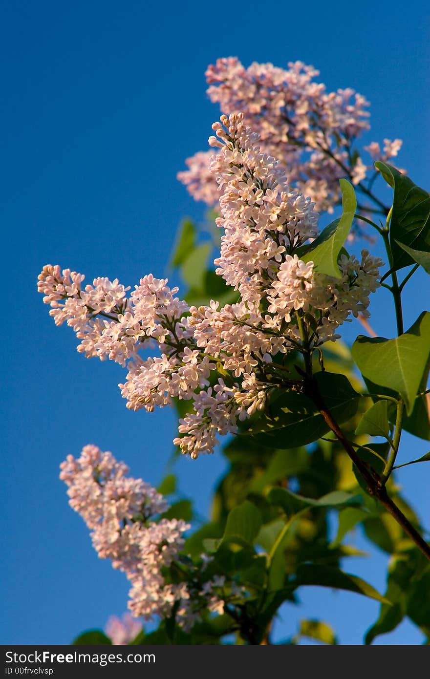 Blooming purple lilac against blue sky