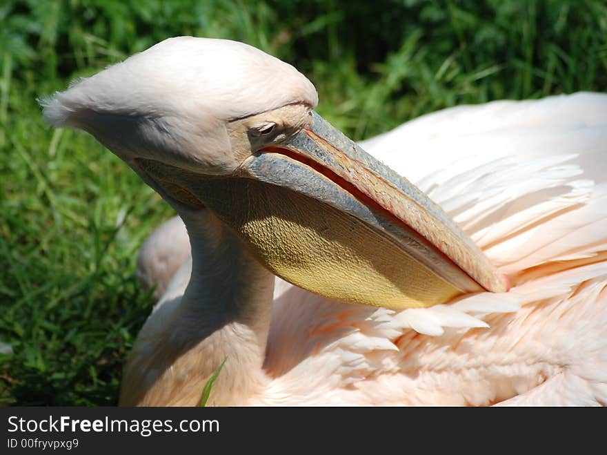 Animals in the Prag zoo. Animals in the Prag zoo