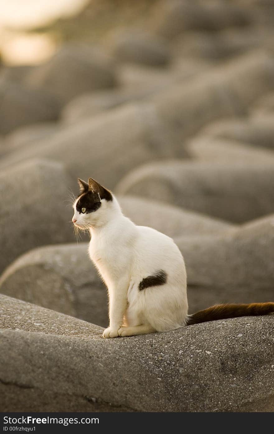 A cat enjoying a nice sunset on the coast. A cat enjoying a nice sunset on the coast