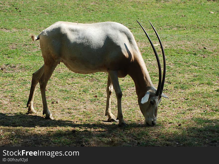 Animals in the Prag zoo. Animals in the Prag zoo