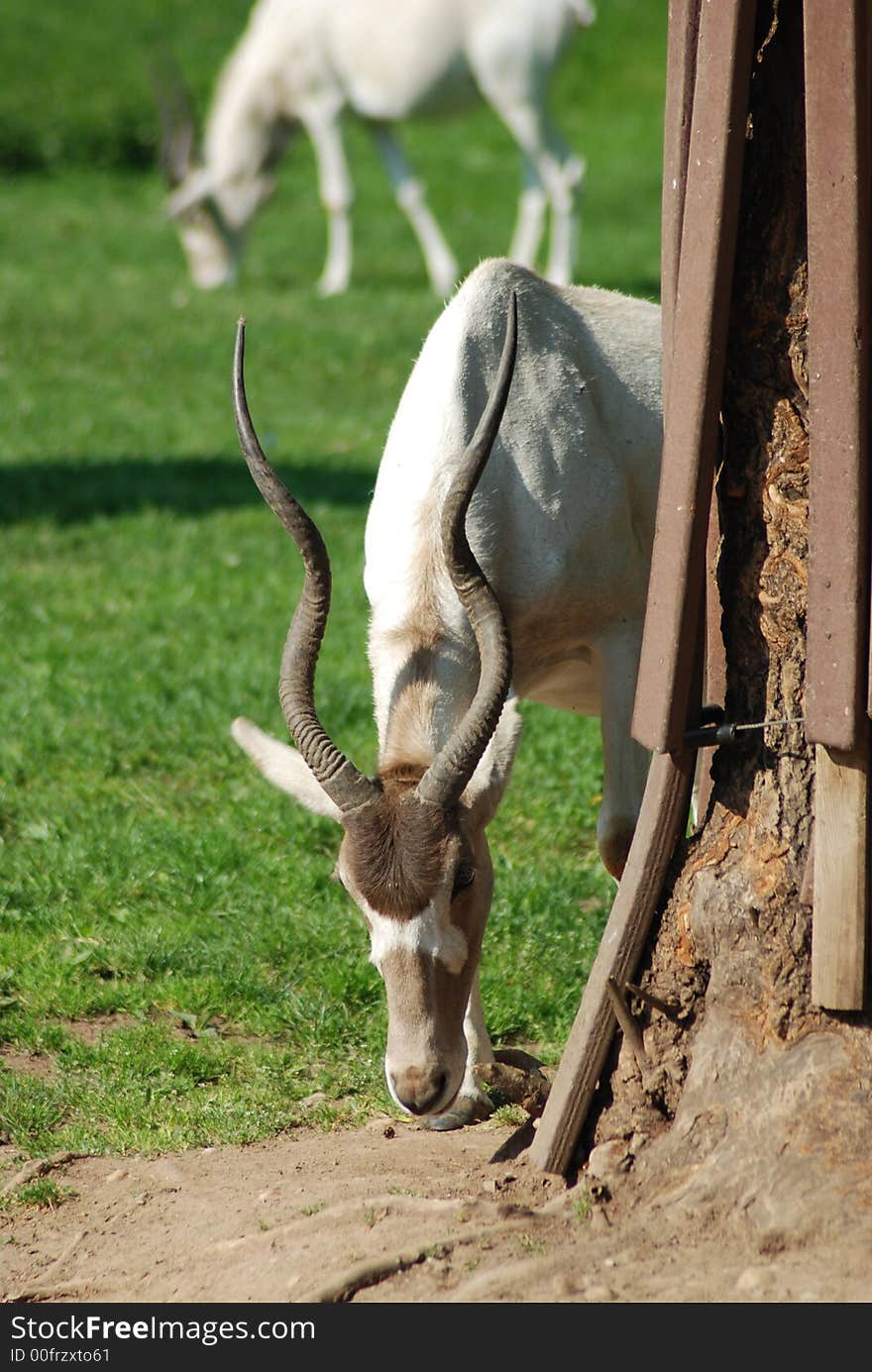 Mendes-Antelope