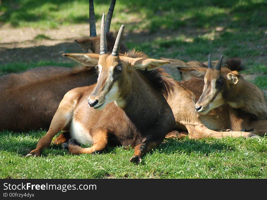 Animals in the Prag zoo. Animals in the Prag zoo