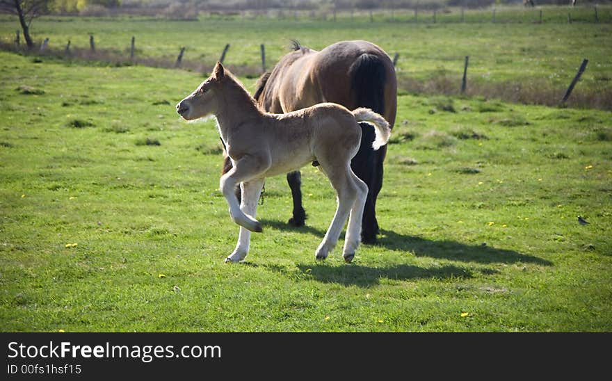 Horse whit youth colt on green grass