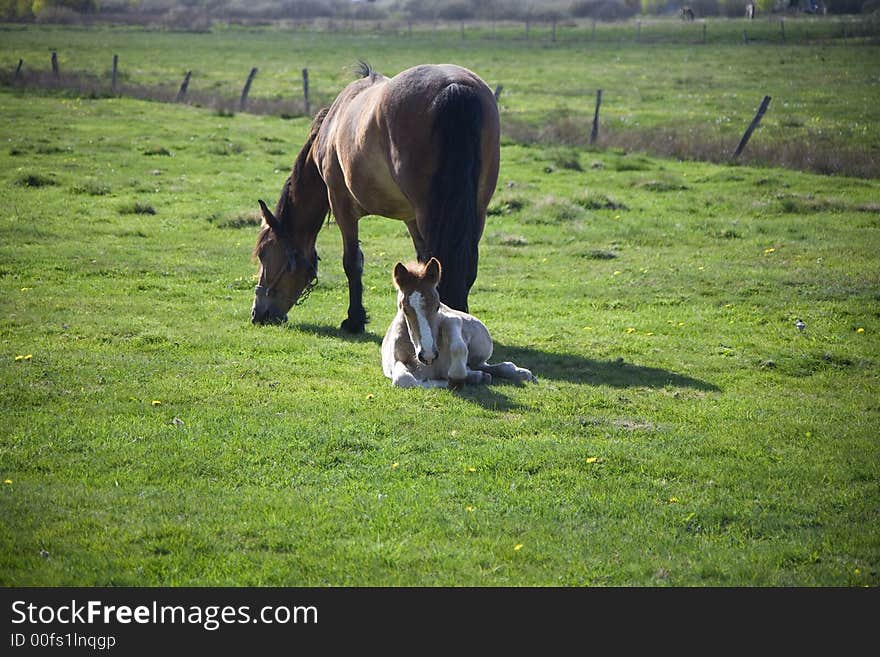 Horse whit youth colt on green grass