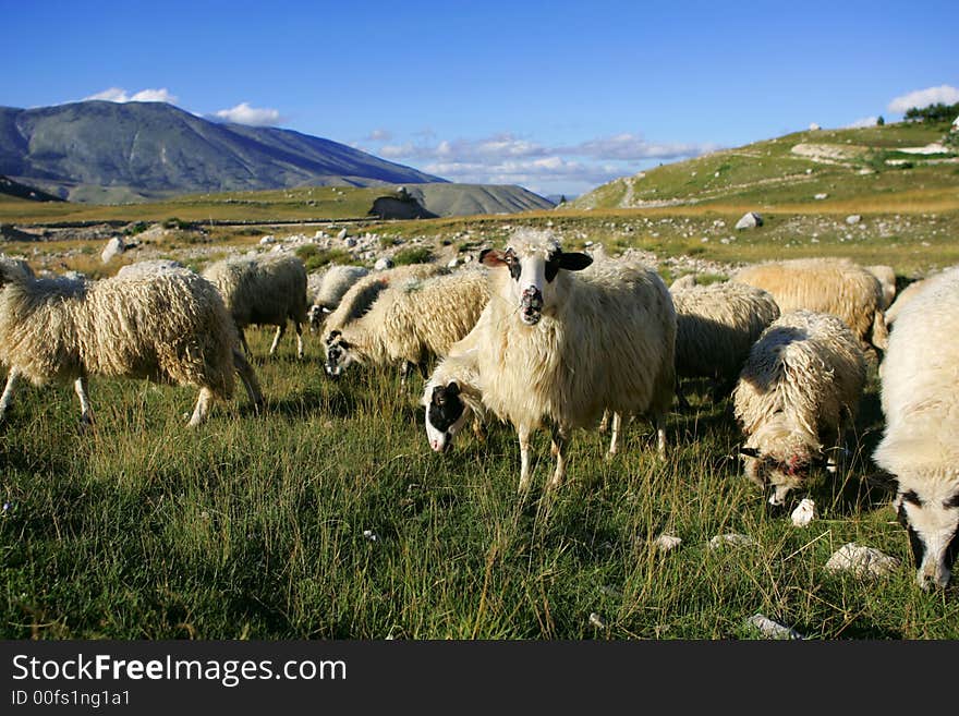 Sheep on pasture on a green meadow at springtime