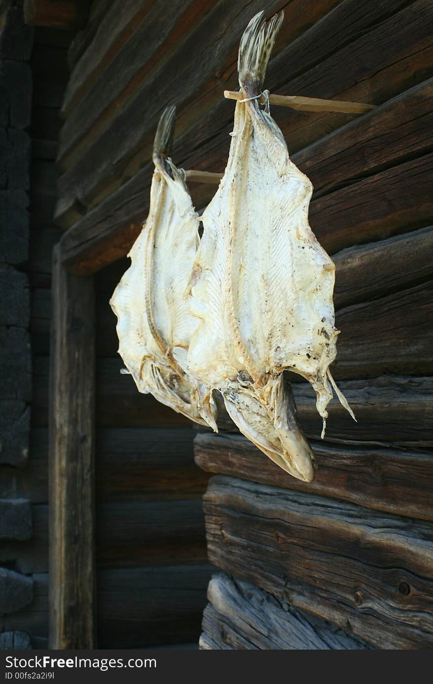 Dried fish hanging on wall of hunters lodge