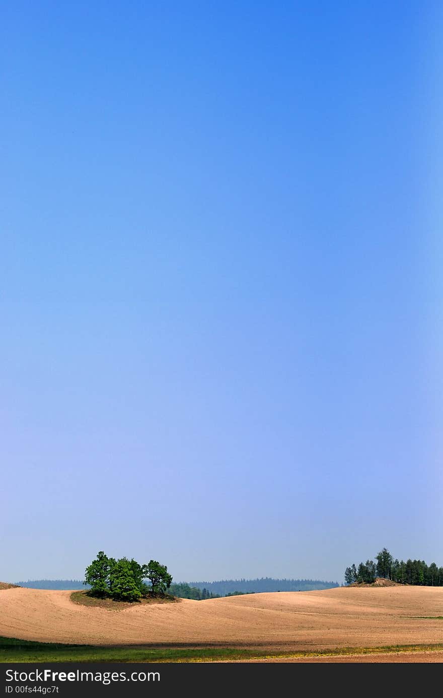 green conifer trees growing on the sandy hill on the forest landscape on blue sky . green conifer trees growing on the sandy hill on the forest landscape on blue sky