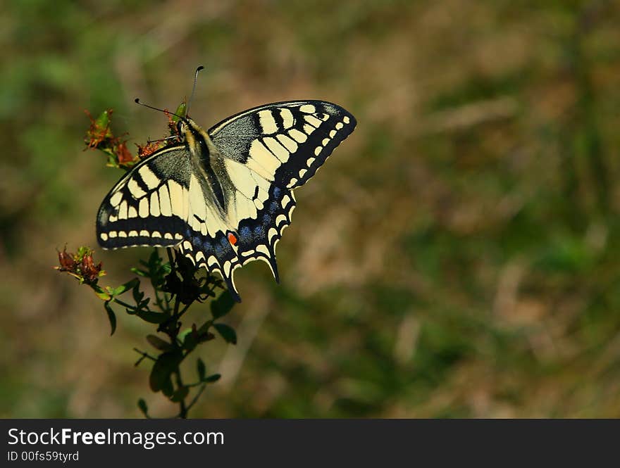 Swallowtail butterfly