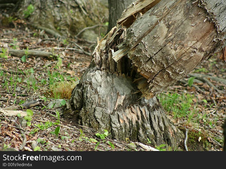 Fallen beaver tree