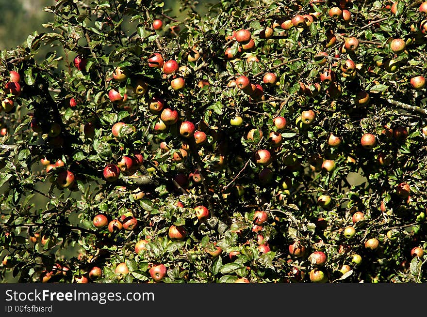 A tree with many apples. A tree with many apples