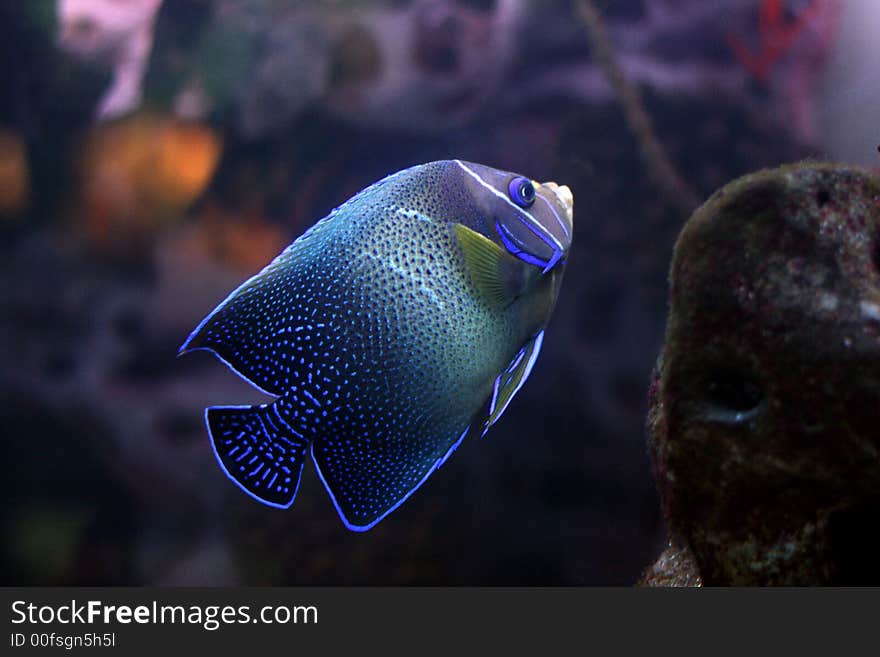 The beautiful tropical fish floats in the sea. The beautiful tropical fish floats in the sea