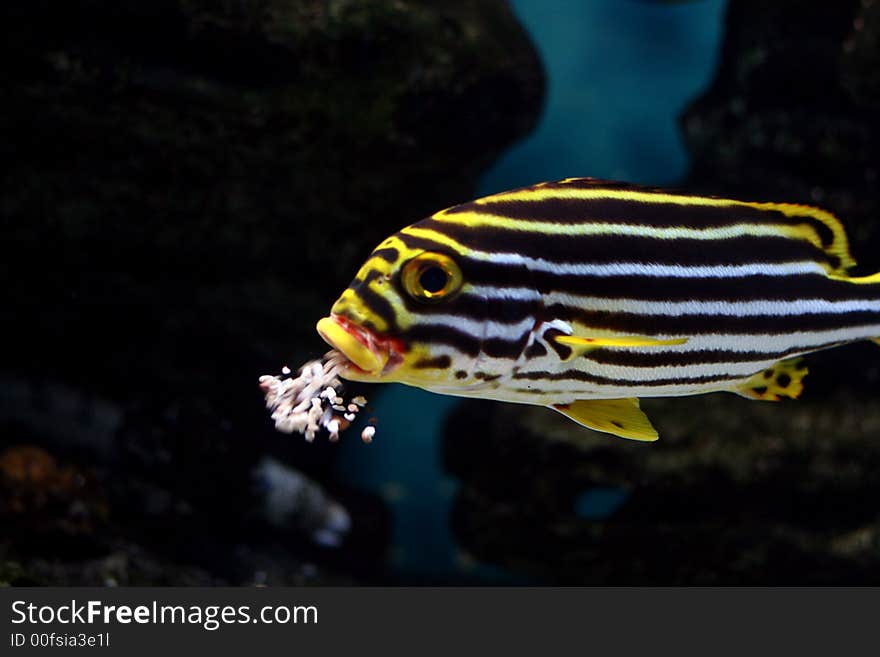 The beautiful tropical  fish floats in the sea. The beautiful tropical  fish floats in the sea