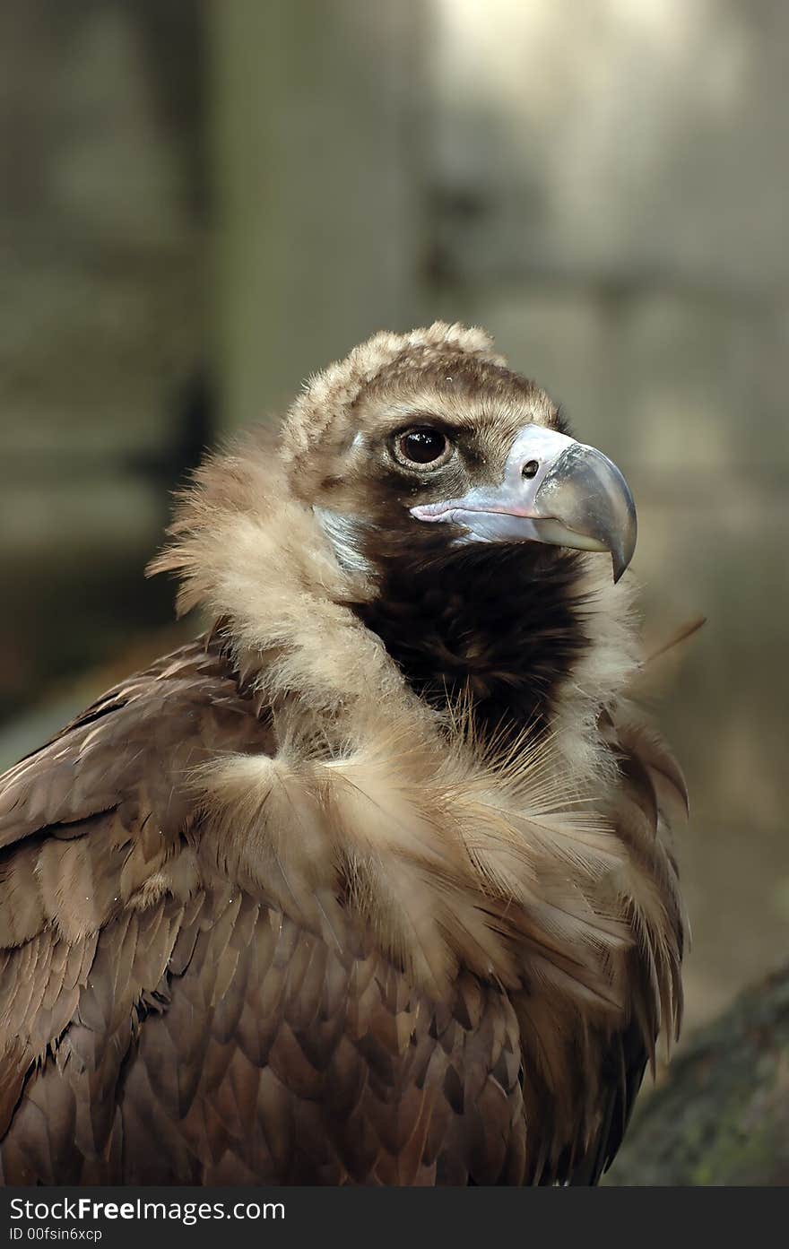 Portrait of a vulture with blurry background. Portrait of a vulture with blurry background