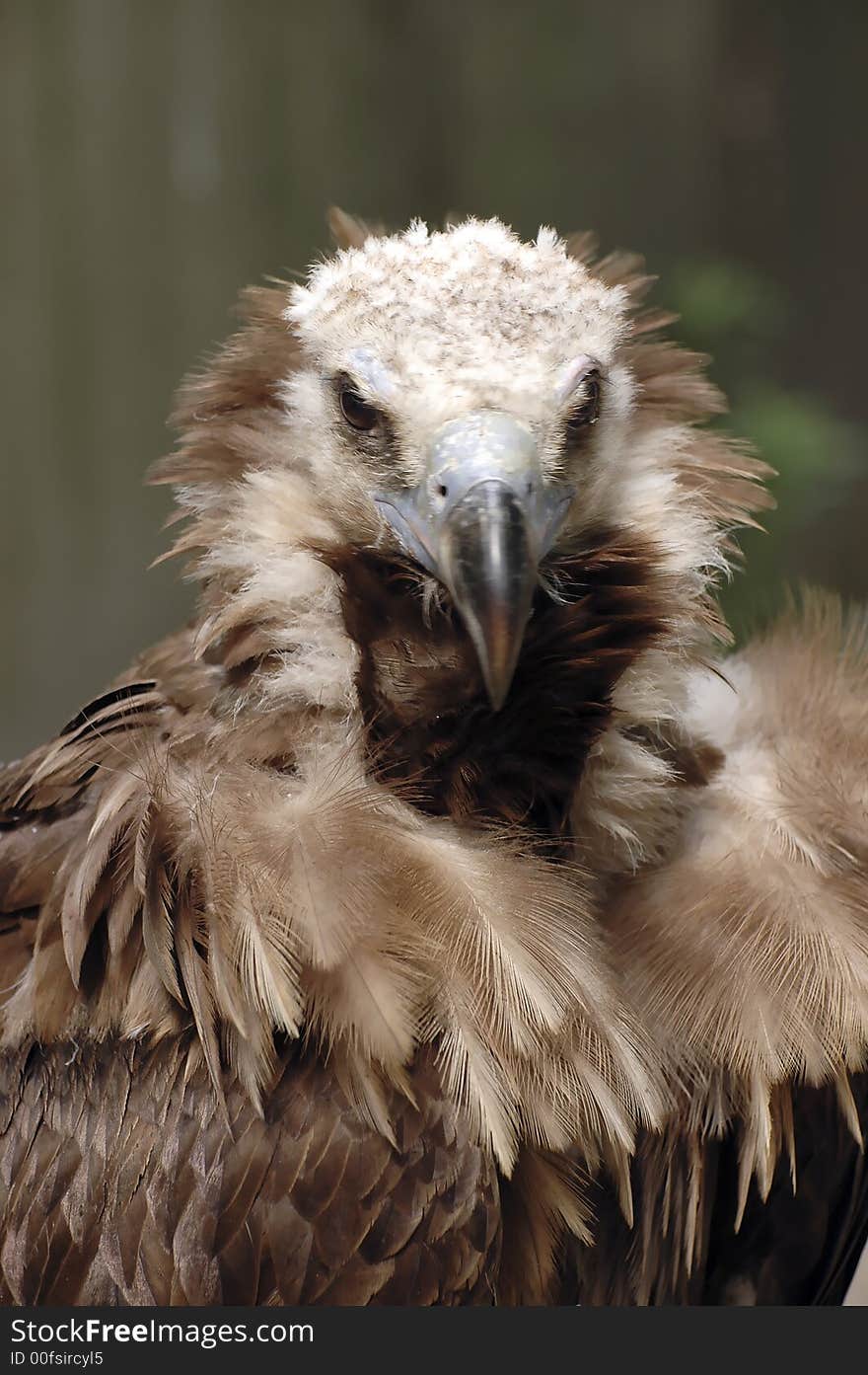 Portrait of a vulture with blurry background. Portrait of a vulture with blurry background