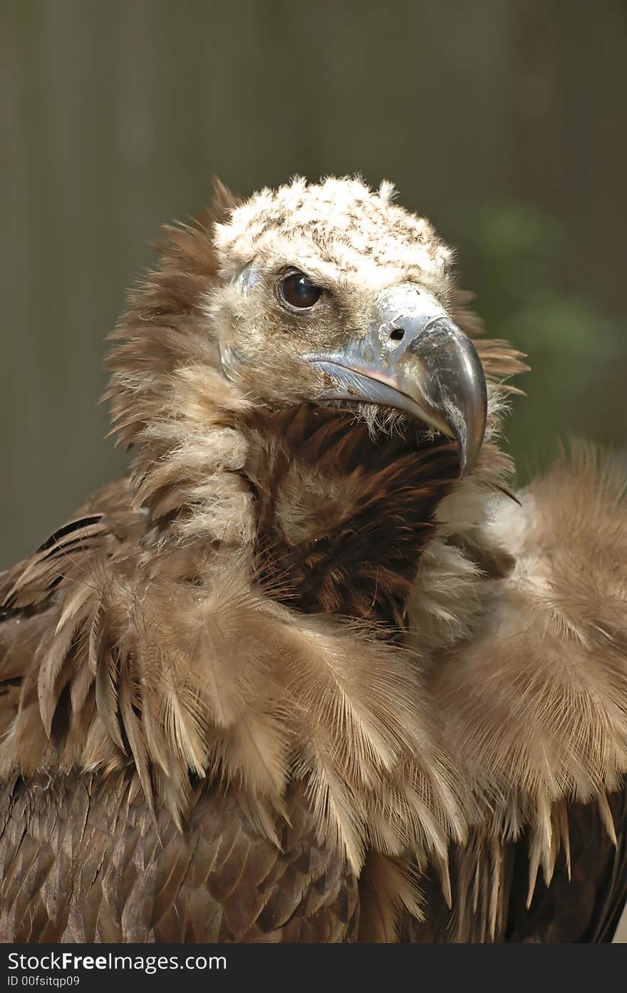 Portrait of a vulture with blurry background. Portrait of a vulture with blurry background