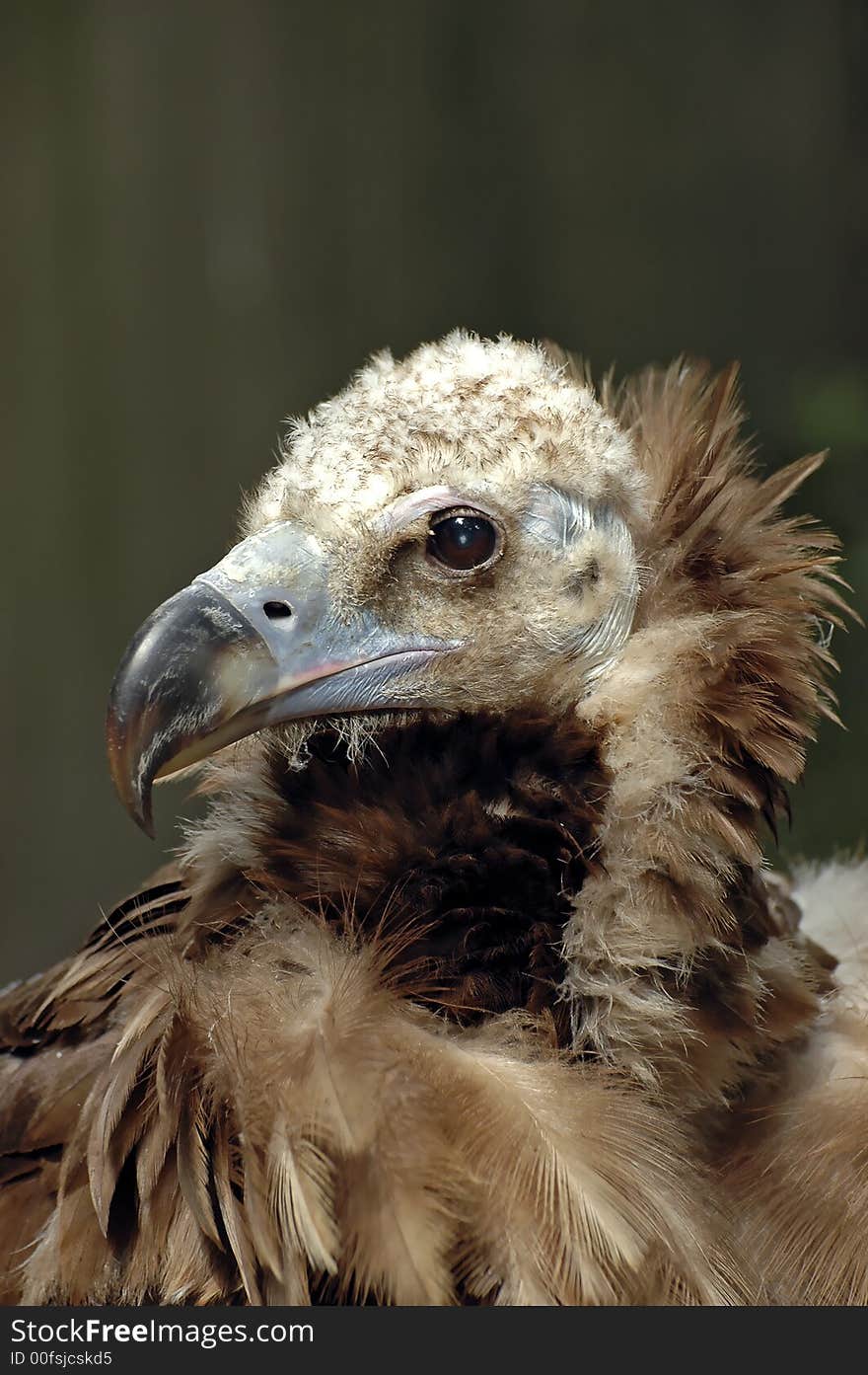 Portrait of a vulture with blurry background. Portrait of a vulture with blurry background