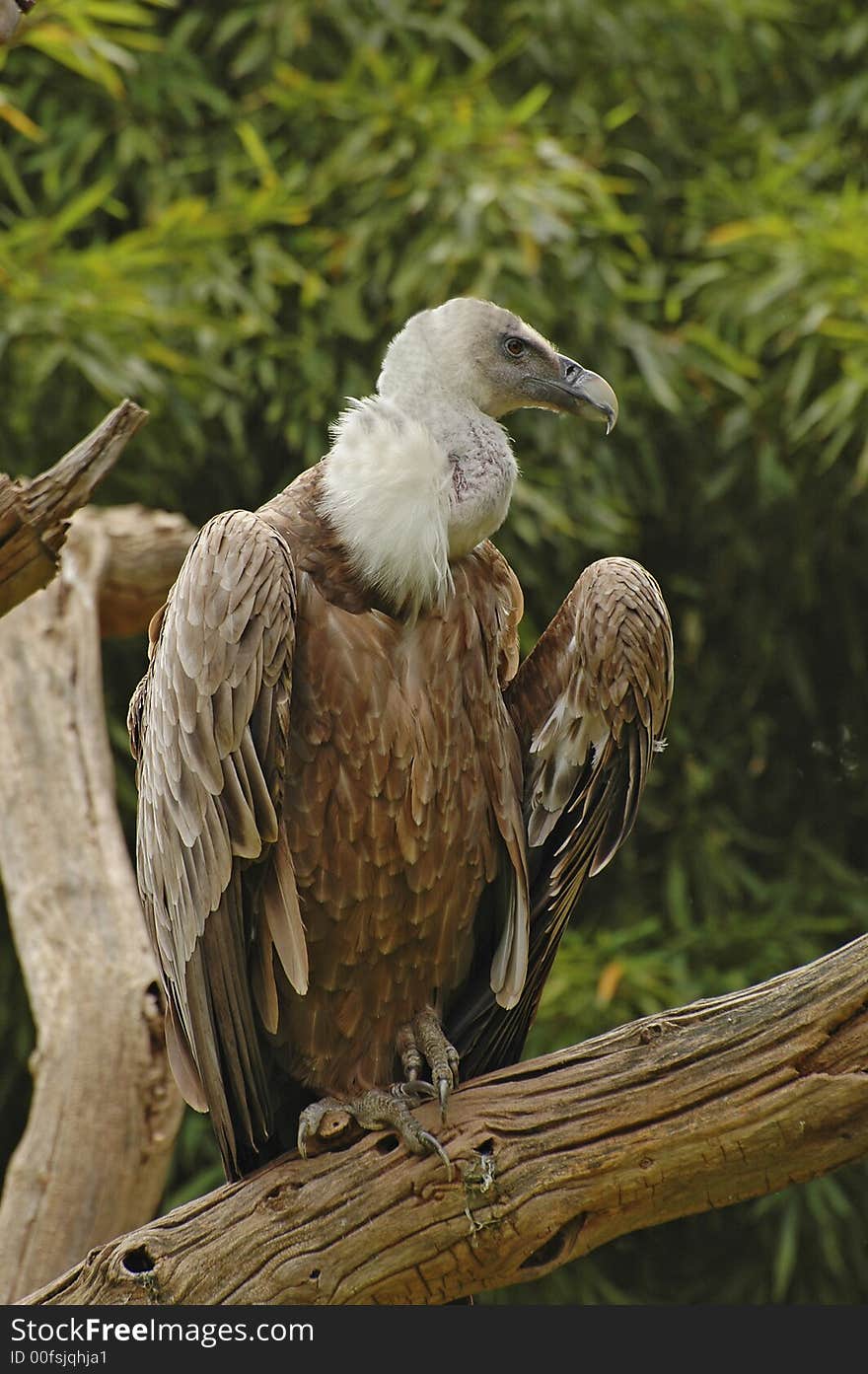 Portrait of a vulture with blurry background. Portrait of a vulture with blurry background